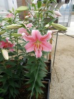 [5232 Sorbonne NES No01.JPG]